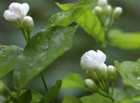 茉莉花可以种在室内吗|茉莉花适合放在室内养吗